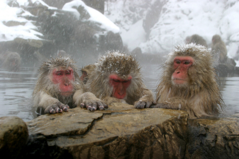 Snow Monkeys Tour